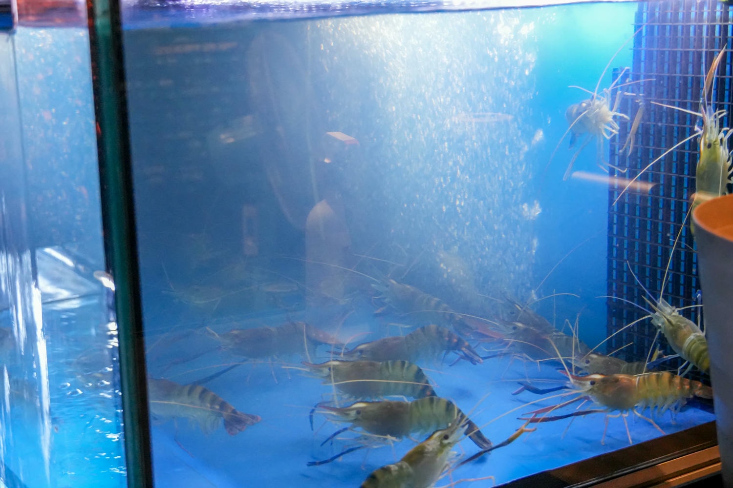 蘆洲居酒屋推薦【蘆洲MK燒烤居酒屋】必點限量鹽烤吳郭魚!新北聚餐小酌首選 - 第5張圖