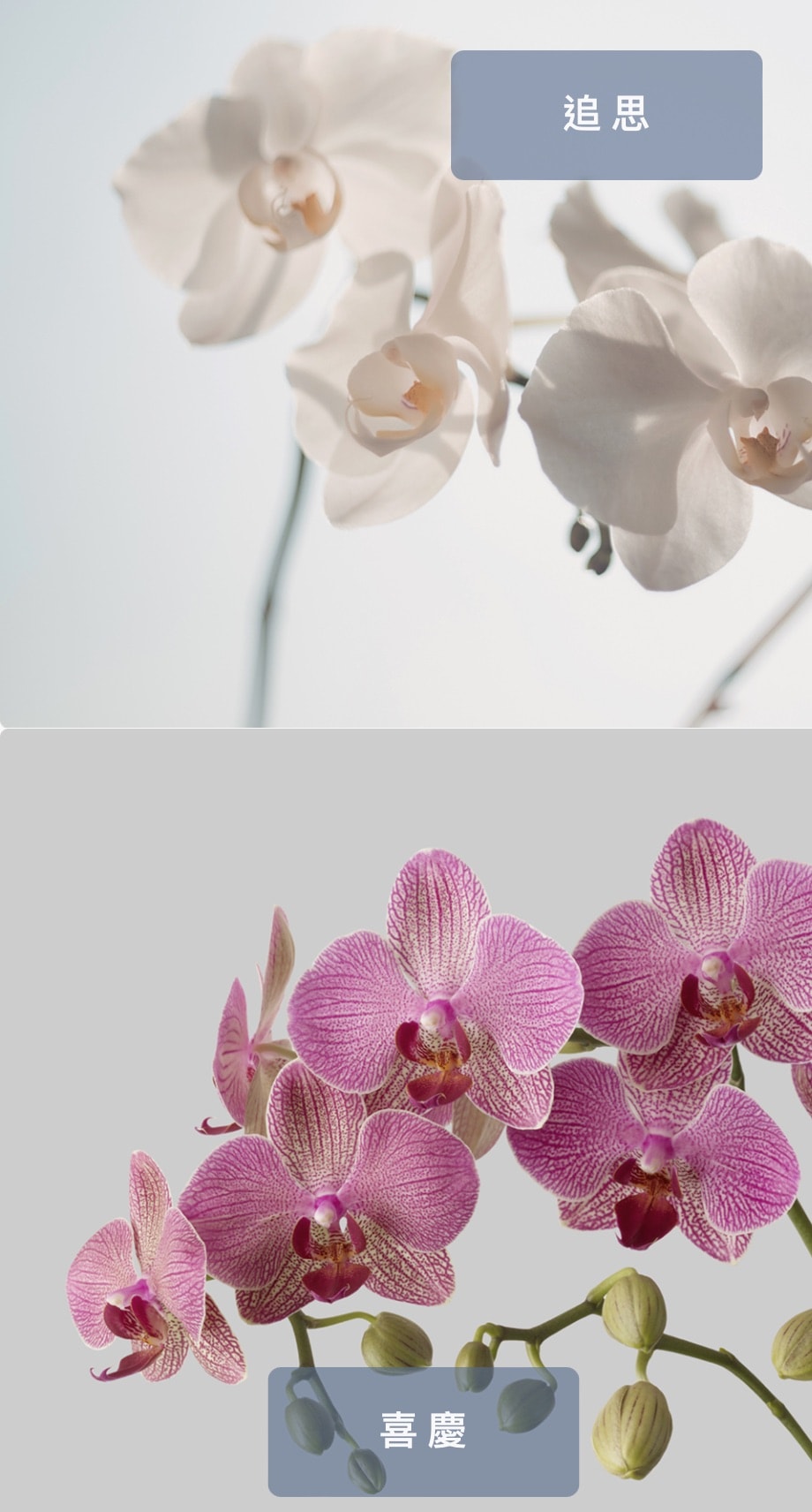 從心傳遞情感【雲花禮】說故事讓每份花禮都成為專屬故事 - 第4張圖